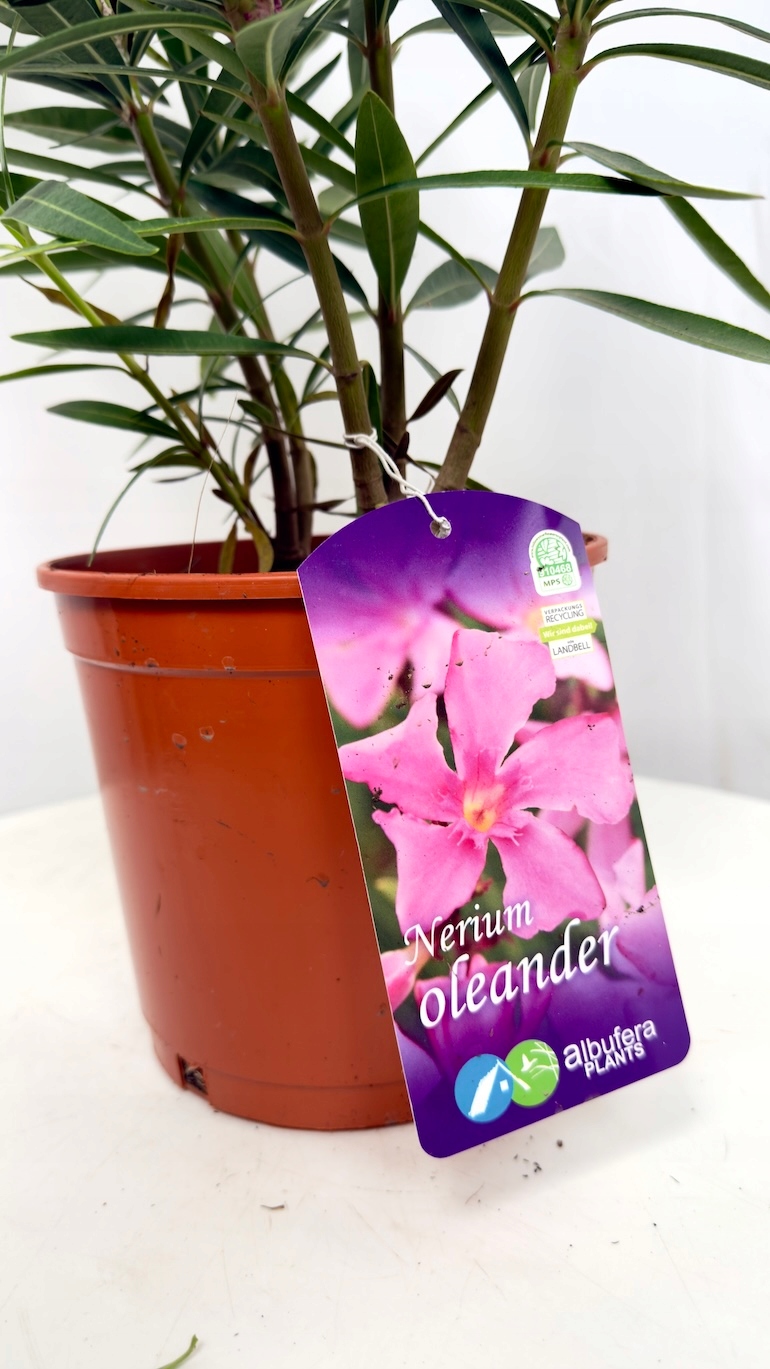 Oleander różowy (Nerium oleander) 19/70 cm