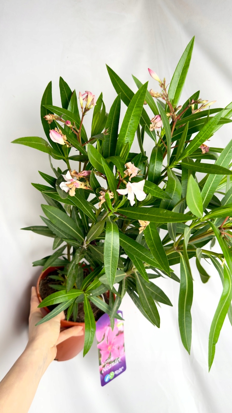 Oleander różowy (Nerium oleander) 19/70 cm
