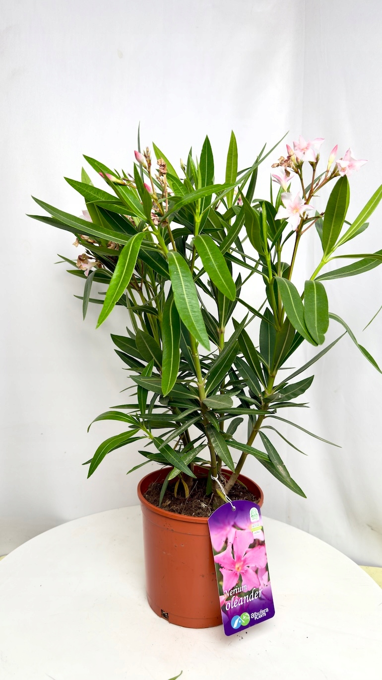 Oleander różowy (Nerium oleander) 19/70 cm