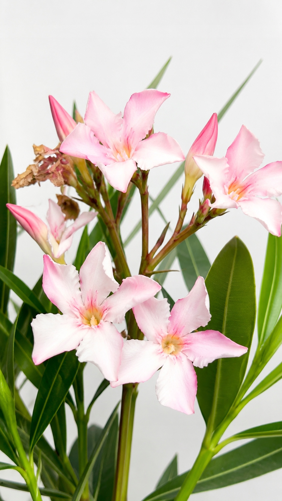 Oleander różowy (Nerium oleander) 19/70 cm
