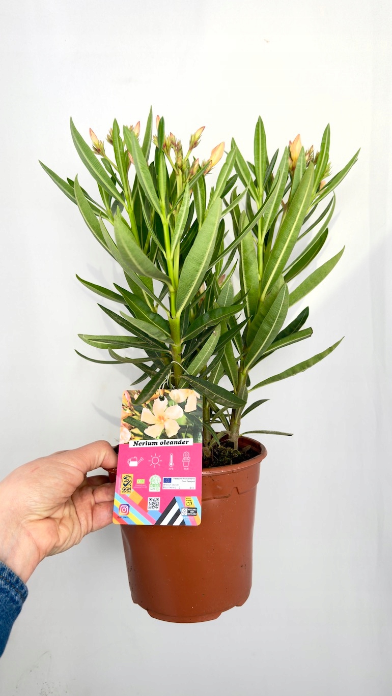 Nerium oleander żółty 14/40 cm