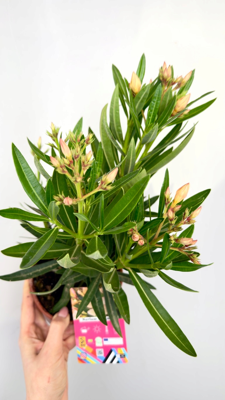 Nerium oleander żółty 14/40 cm
