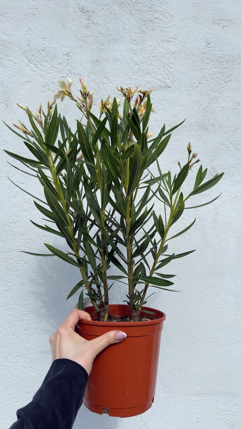 Nerium oleander żółty 18/55 cm