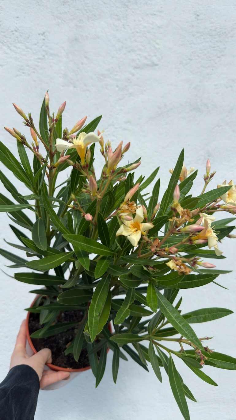 Nerium oleander żółty 18/55 cm