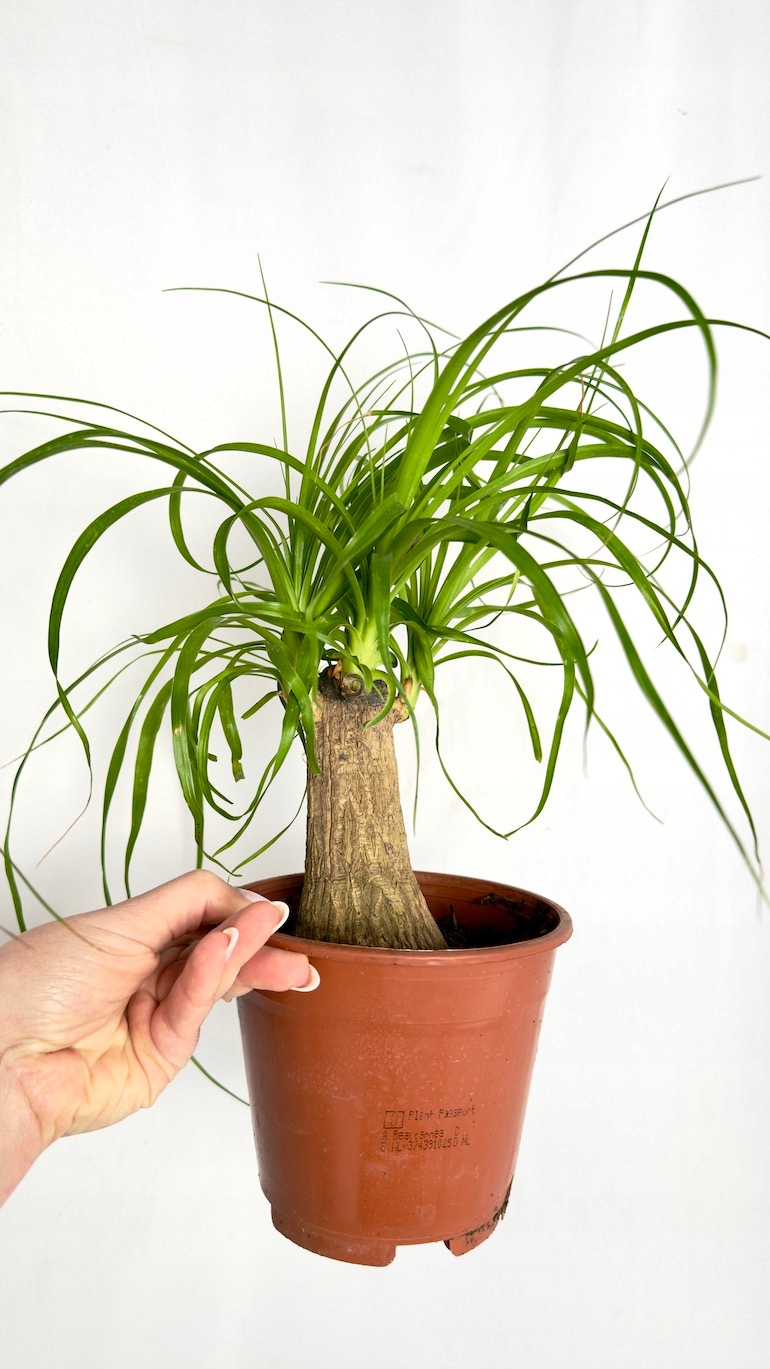 Nolina Recurvata 14/35cm