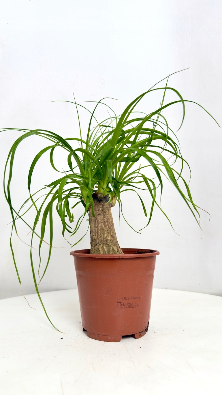 Nolina Recurvata 14/35cm