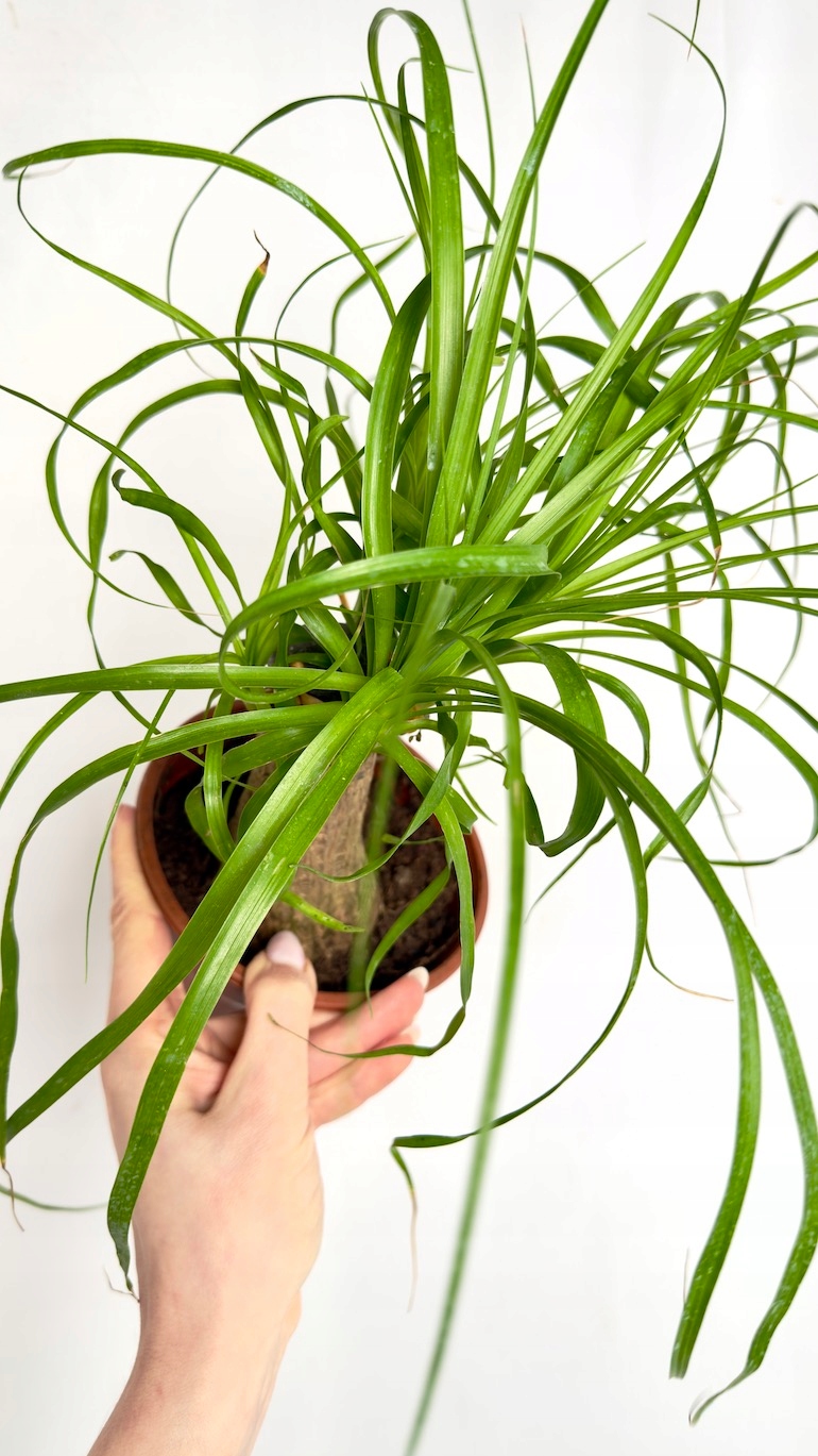 Nolina Recurvata 14/35cm