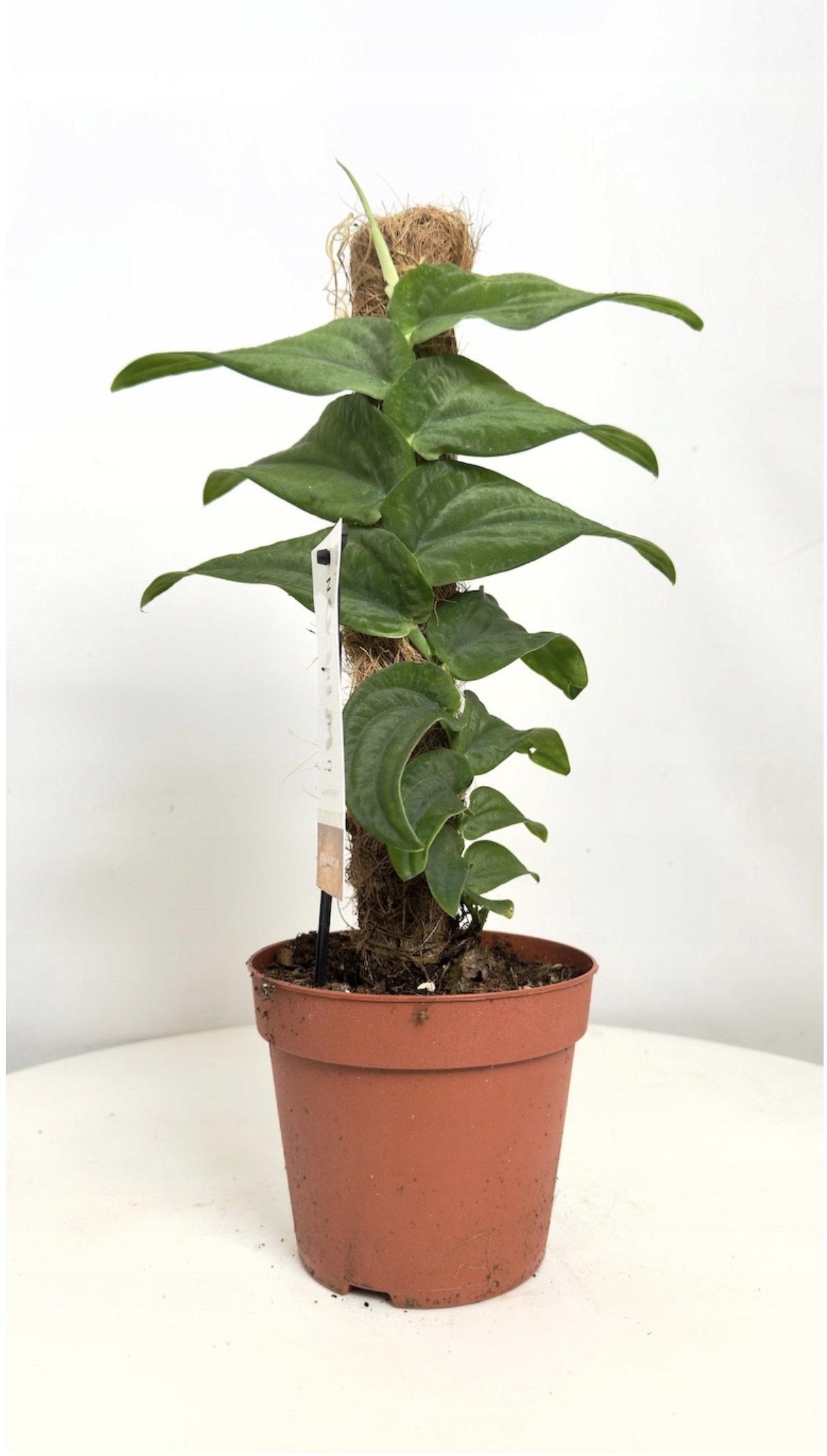 Rhaphidophora Korthalsii