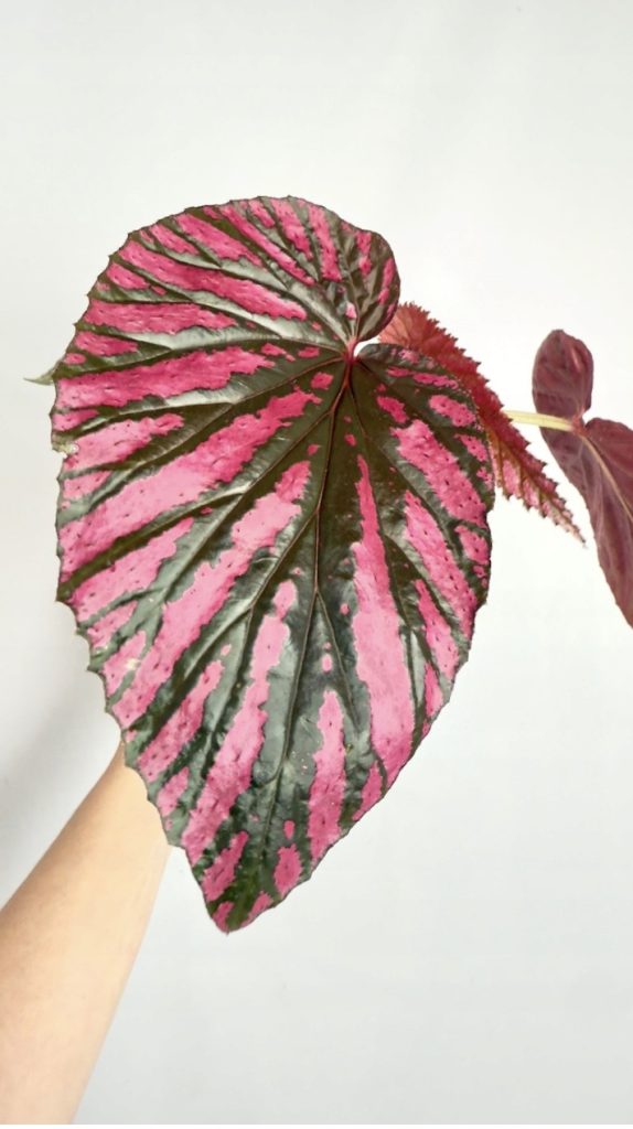 Begonia o różowych liściach i