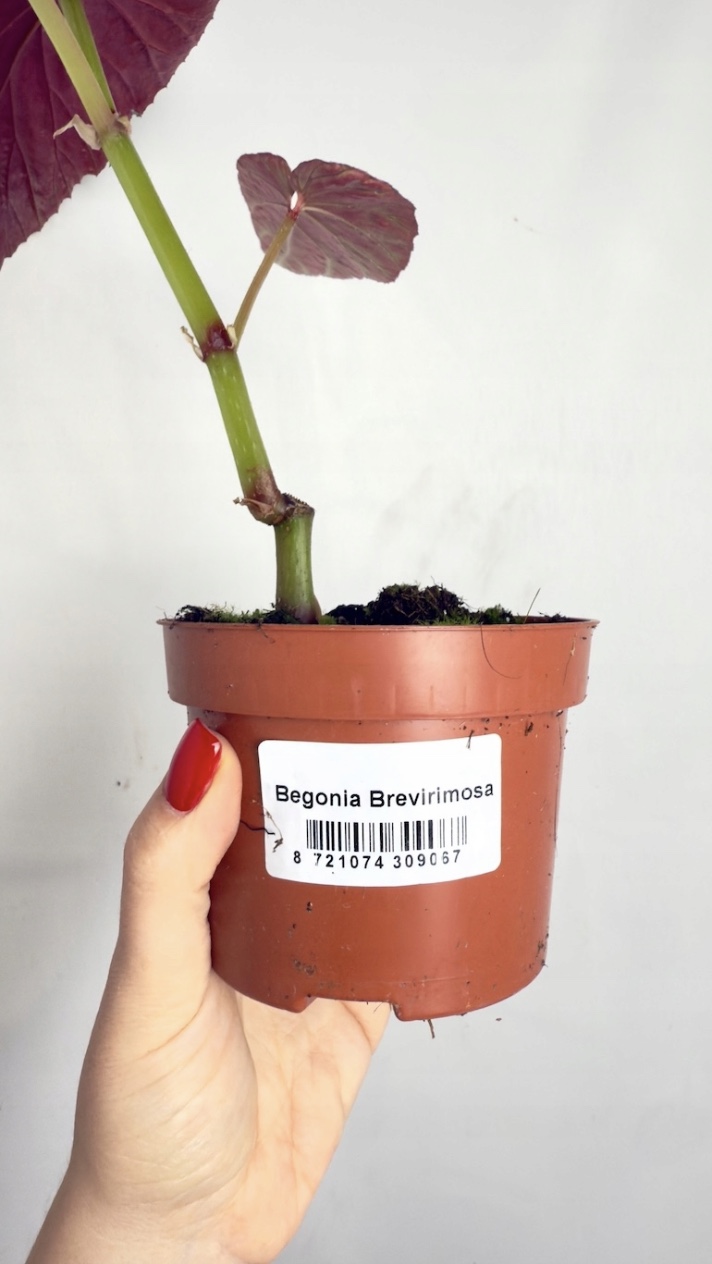 Begonia Brevirimosa