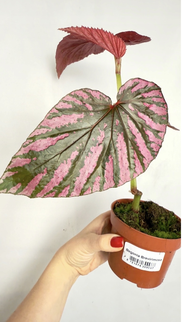 Begonia Brevirimosa
