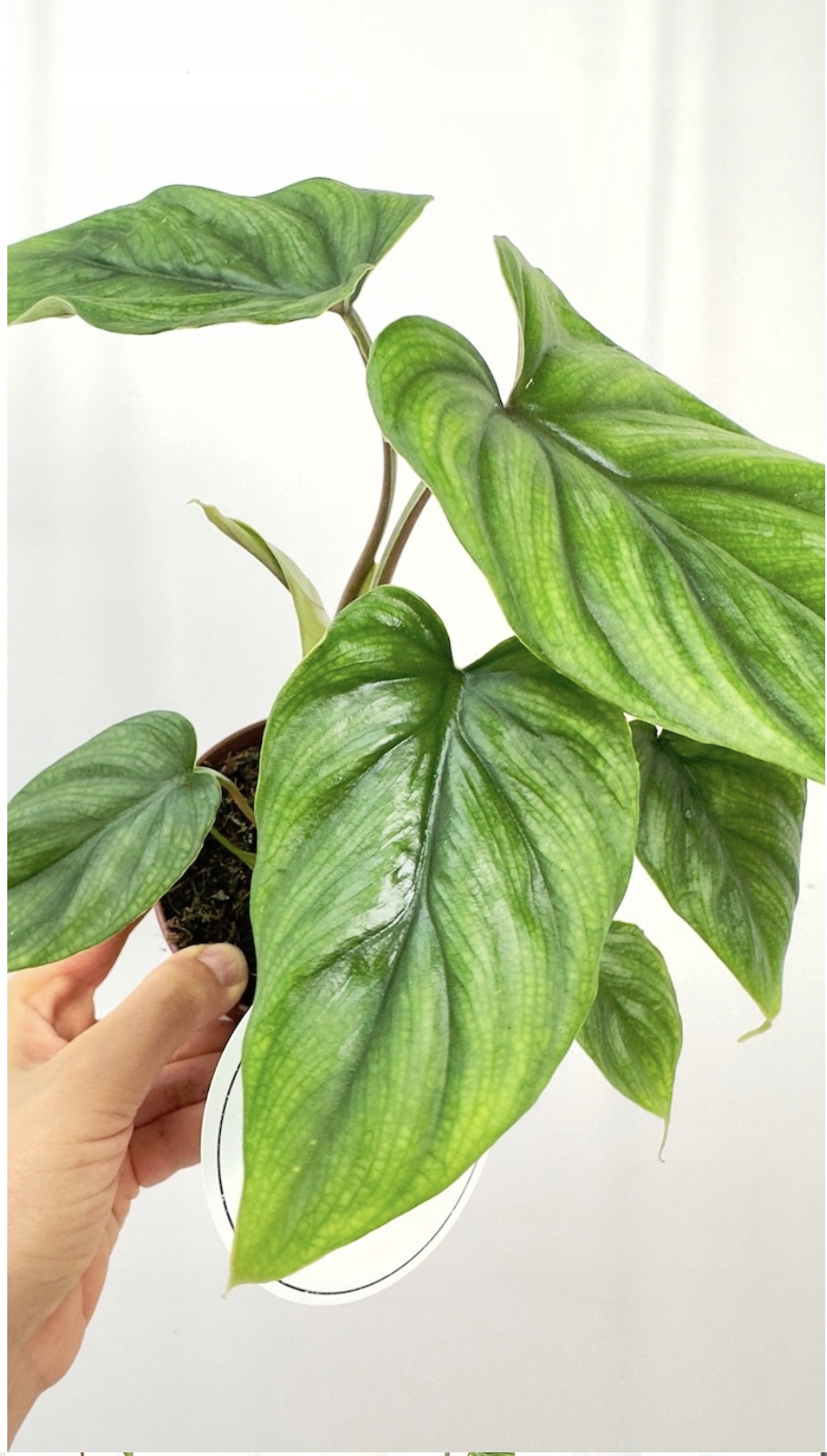 Philodendron Colombia