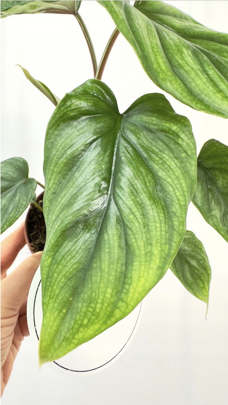 Philodendron Colombia