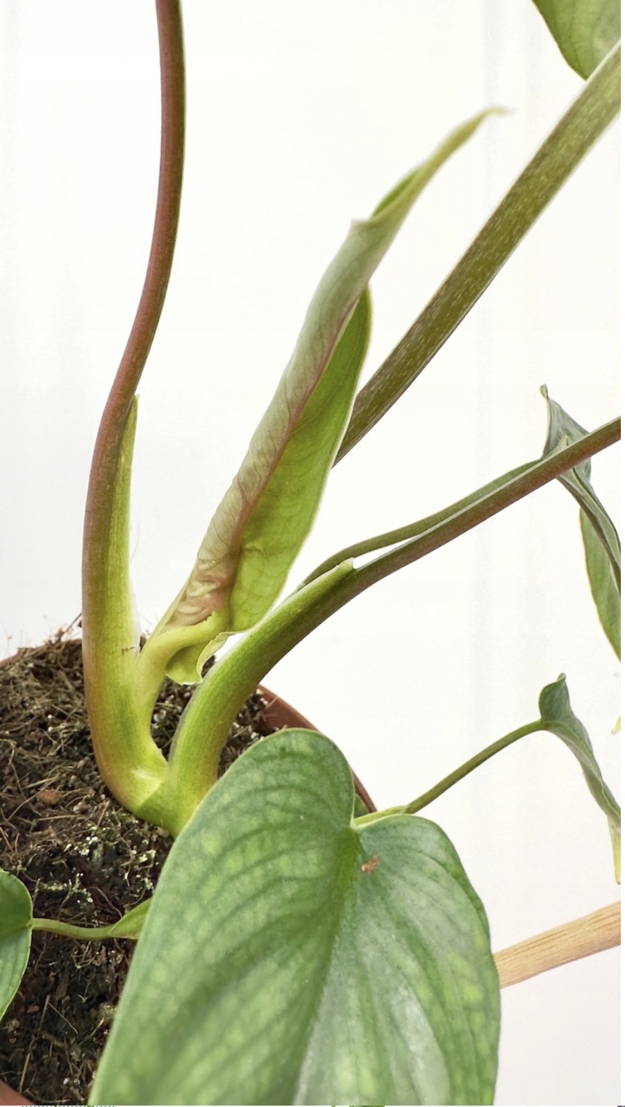 Philodendron Colombia