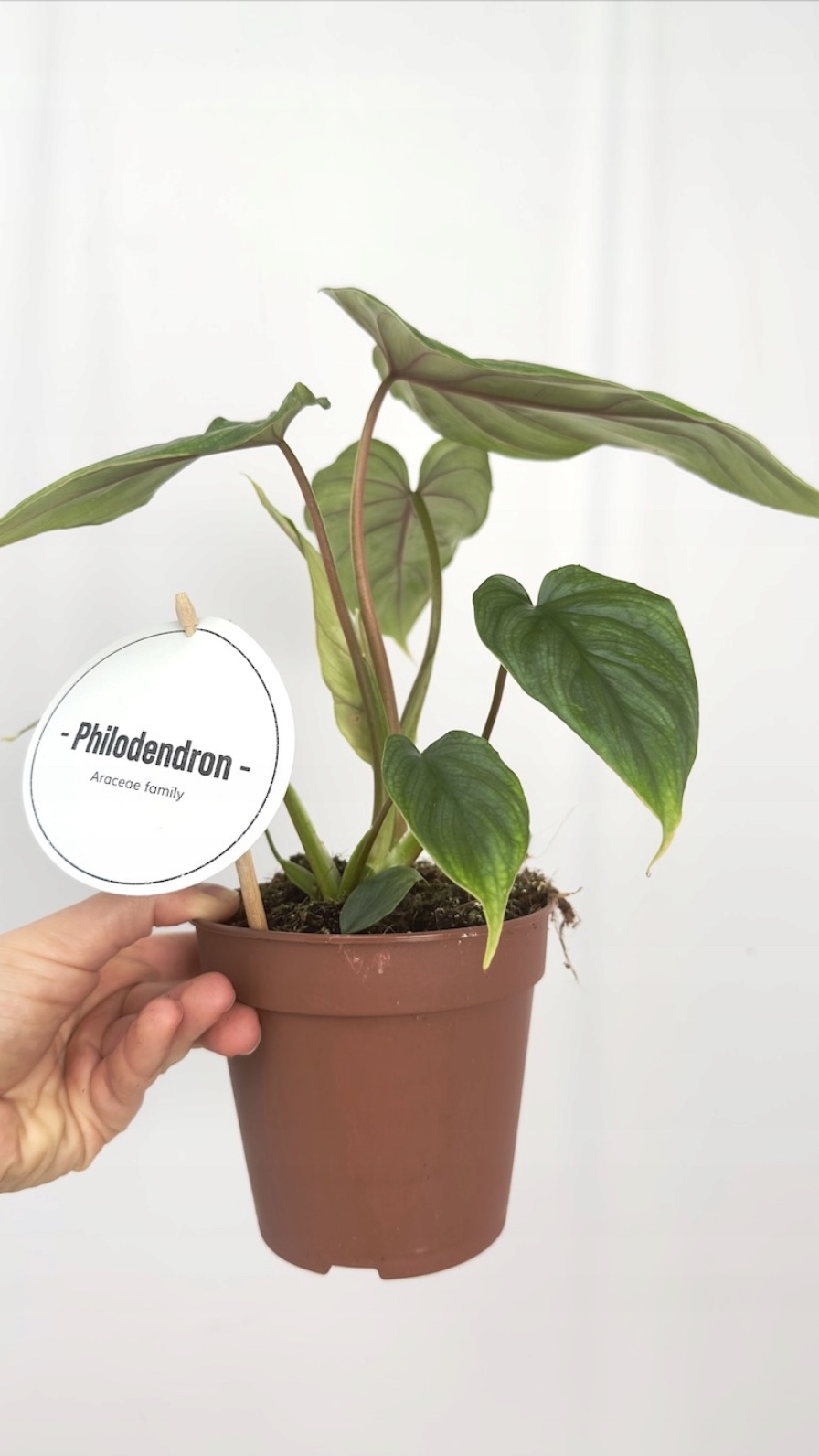 Philodendron Colombia