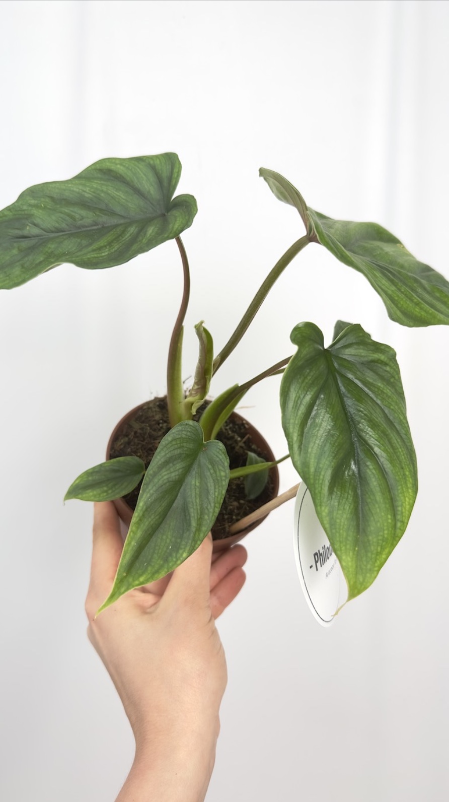 Philodendron Colombia