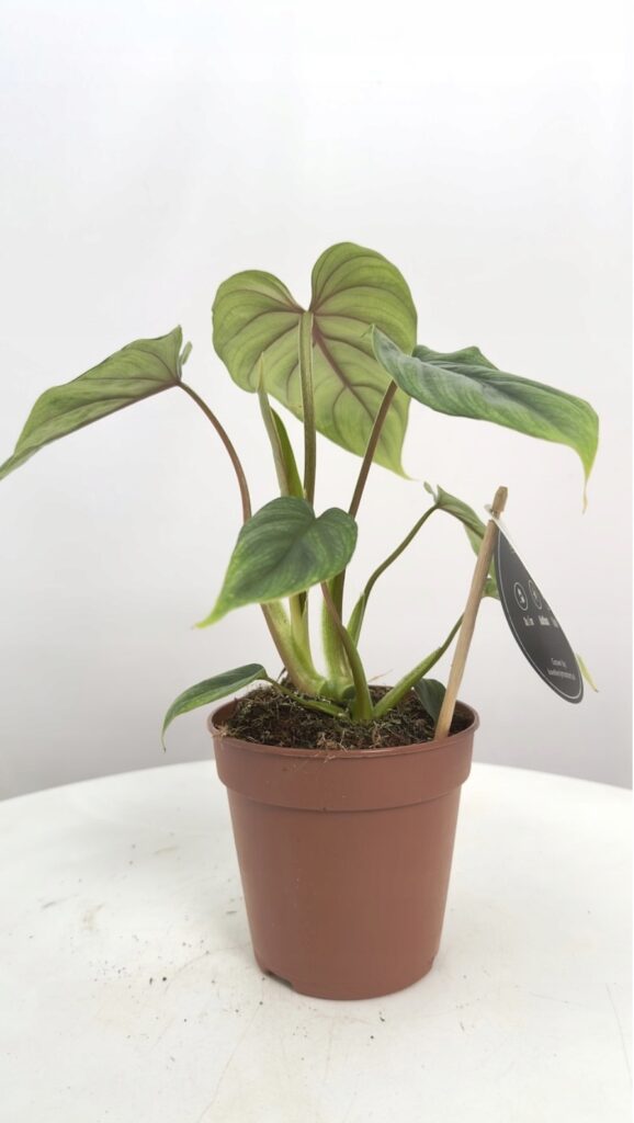 Philodendron Colombia
