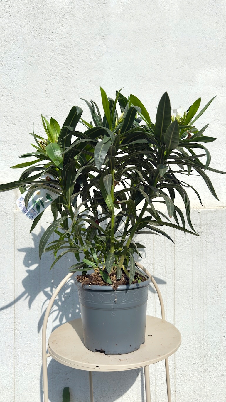 Oleander biały pełny 19/70 cm