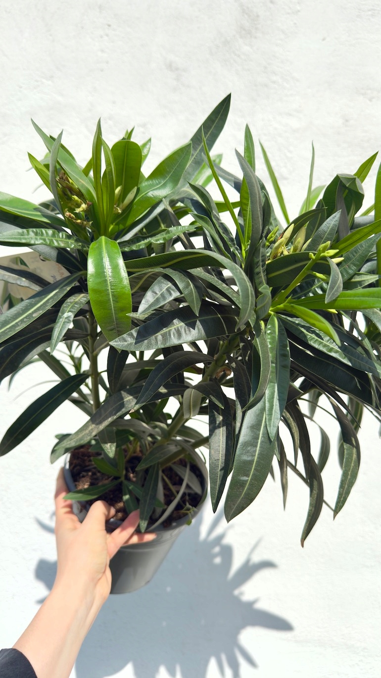 Oleander biały pełny 19/70 cm