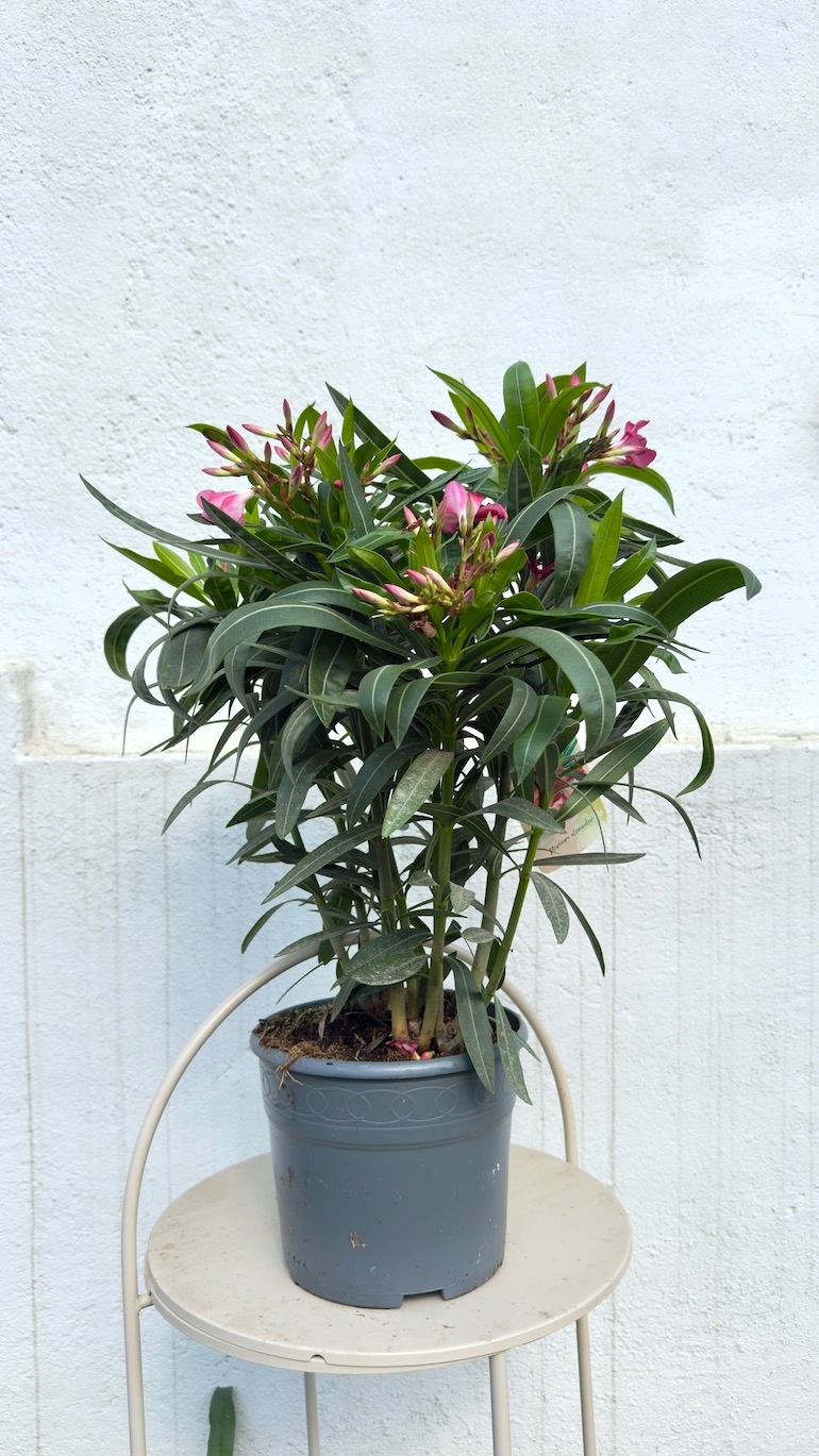 Oleander ciemno-różowy pełny 19/70 cm