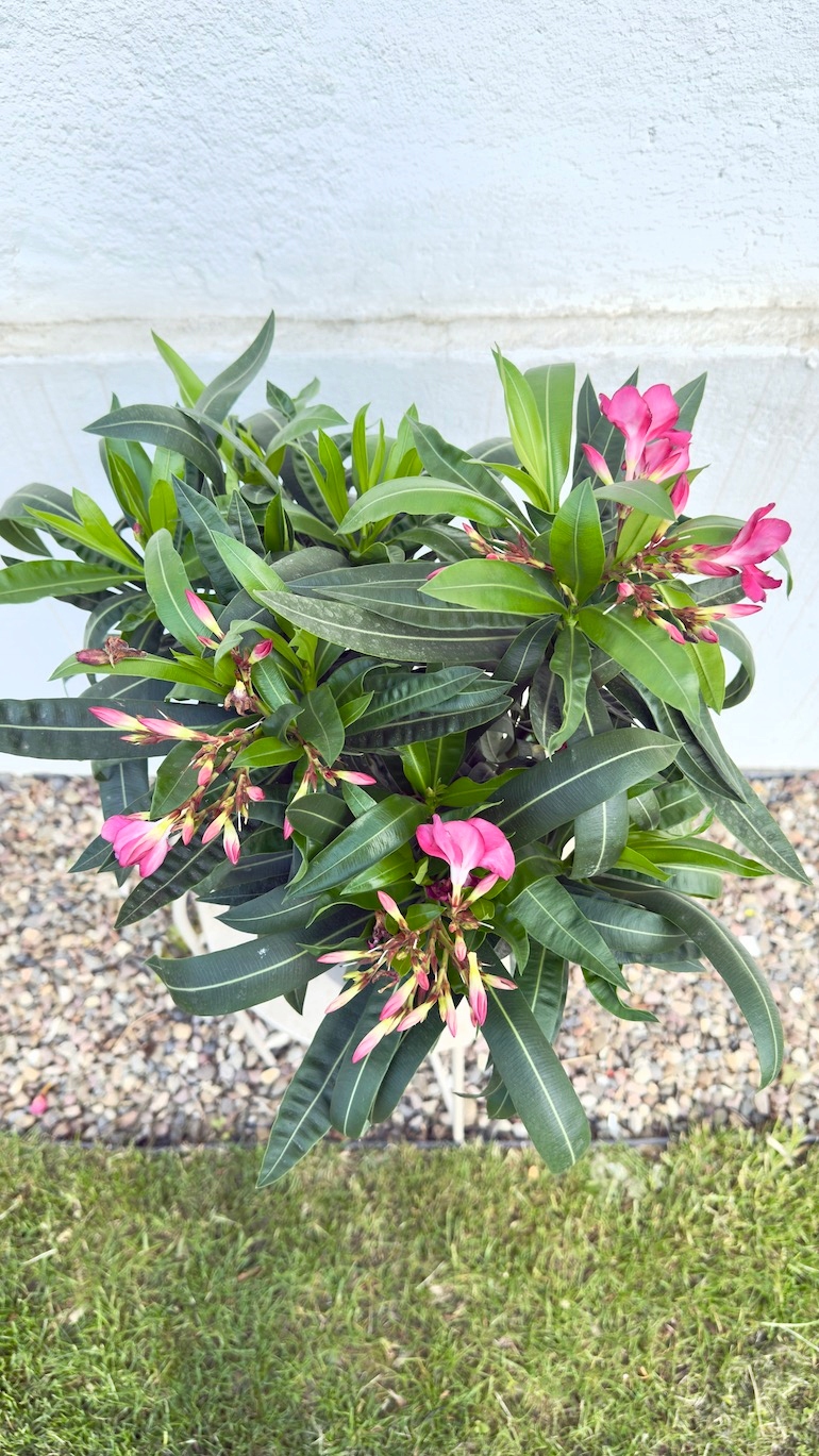Oleander ciemno-różowy pełny 19/70 cm