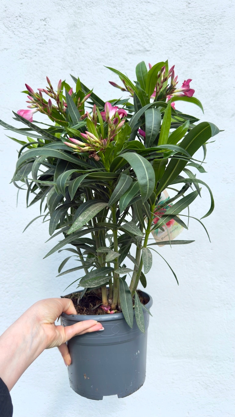 Oleander ciemno-różowy pełny 19/70 cm