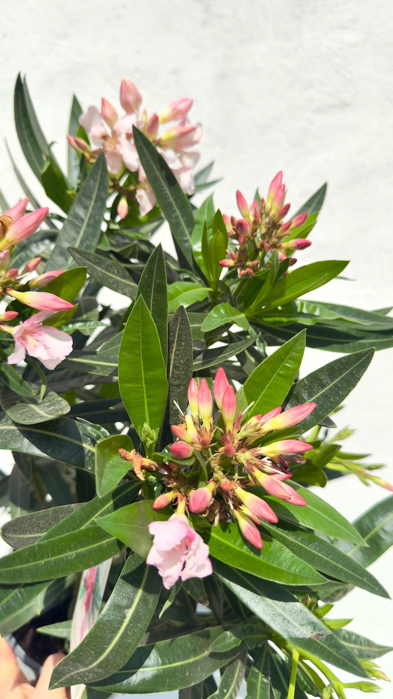 Oleander różowy (Nerium oleander) 19/70 cm