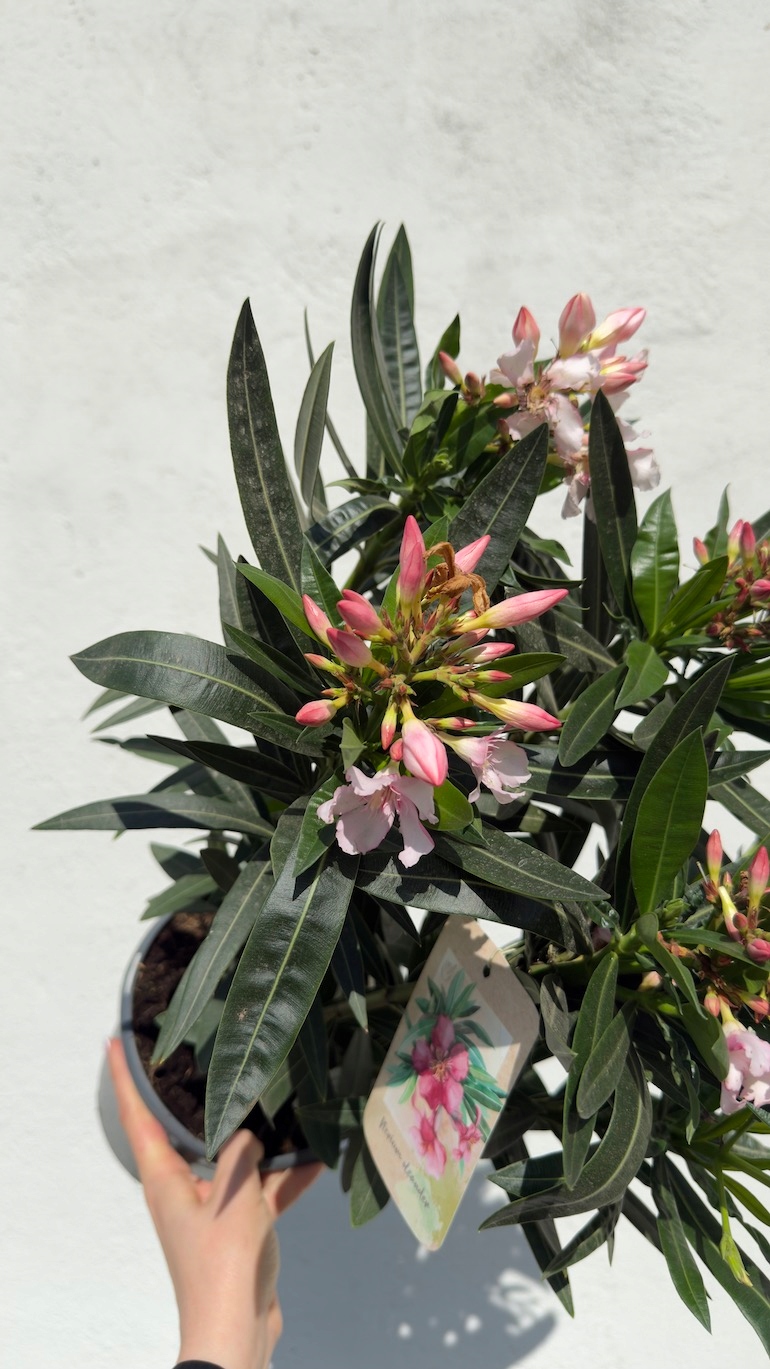 Oleander różowy (Nerium oleander) 19/70 cm