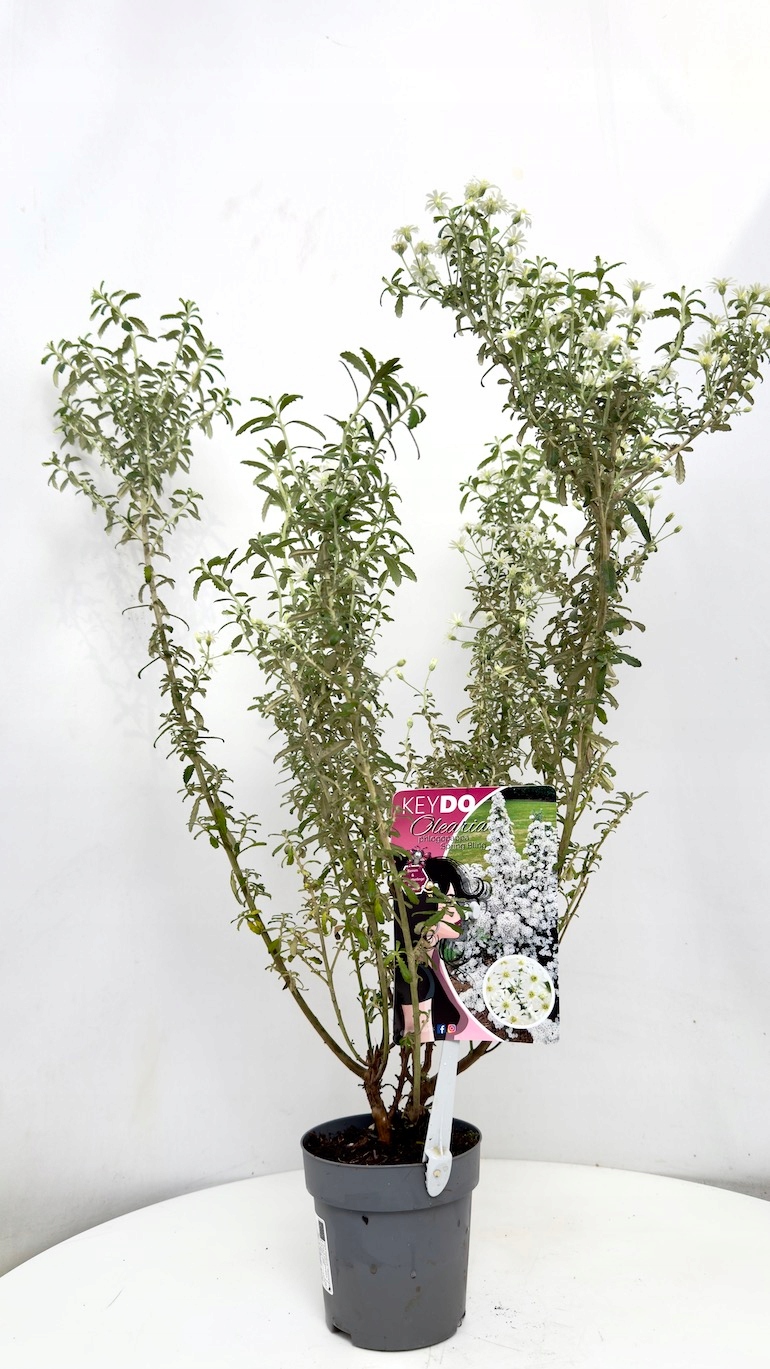 Olearia haastii 11/65 cm