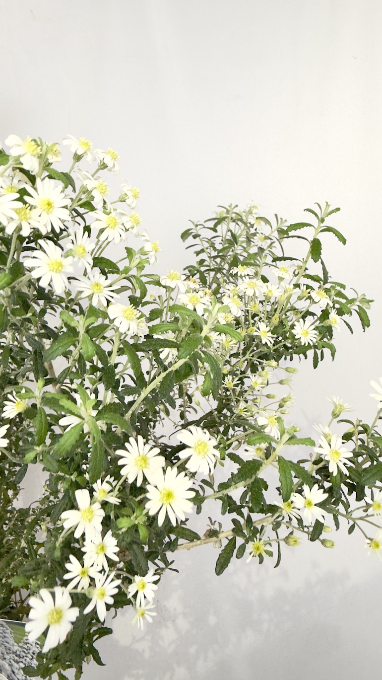 Olearia haastii 11/65 cm