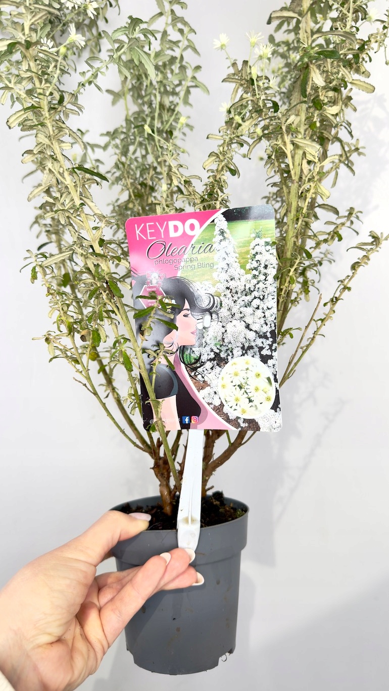 Olearia haastii 11/65 cm