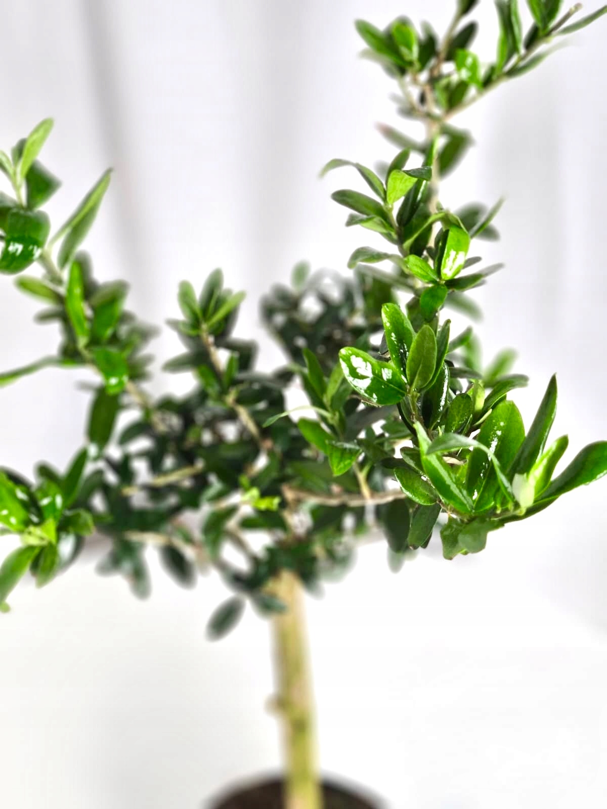 Olea europaea 12/40 cm