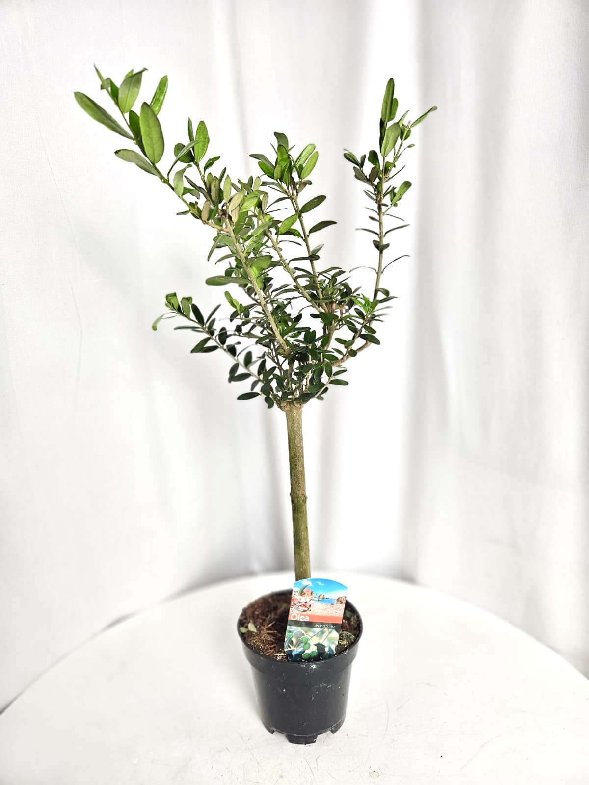 Olea europaea 12/40 cm