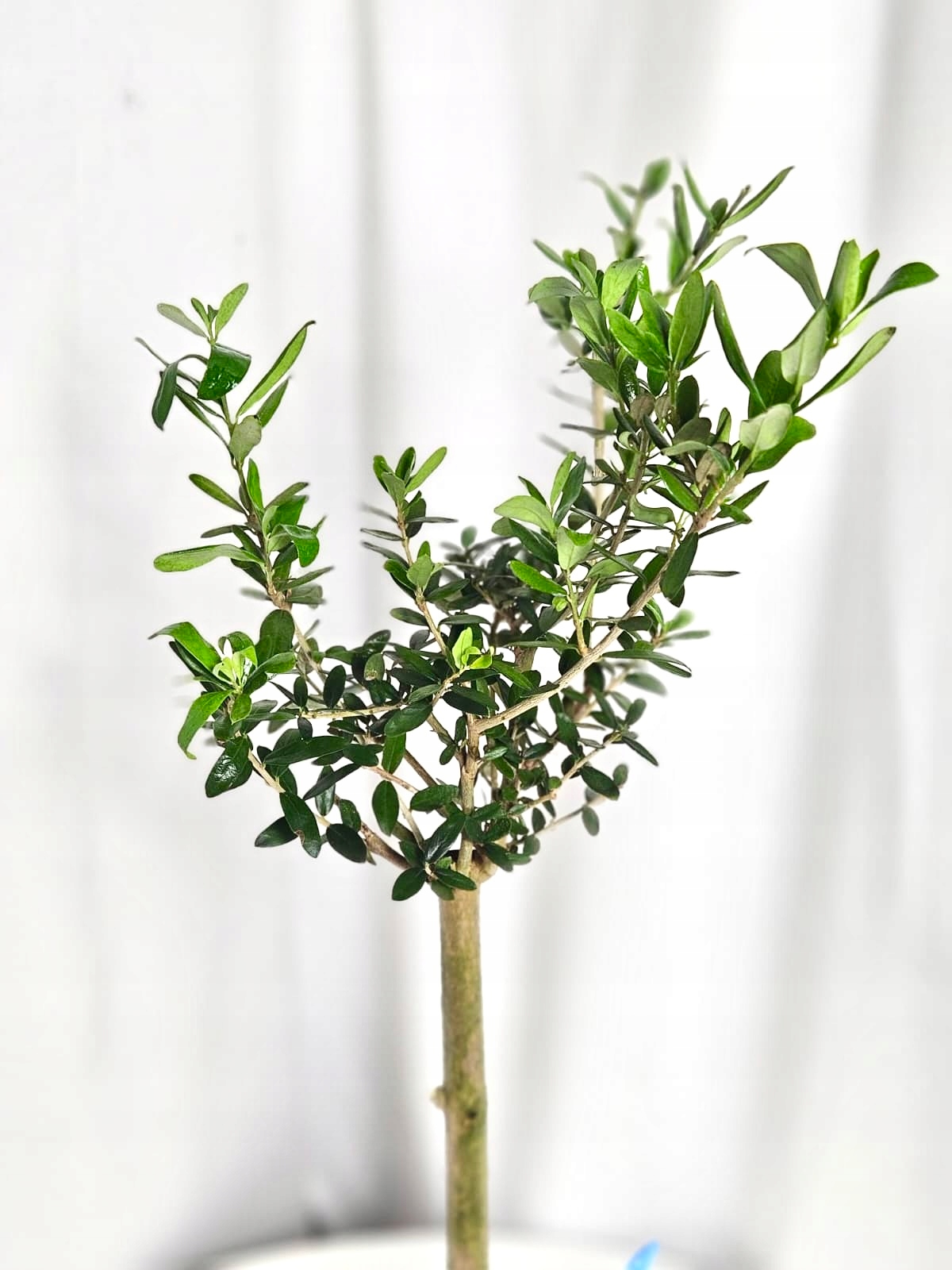 Olea europaea 12/40 cm