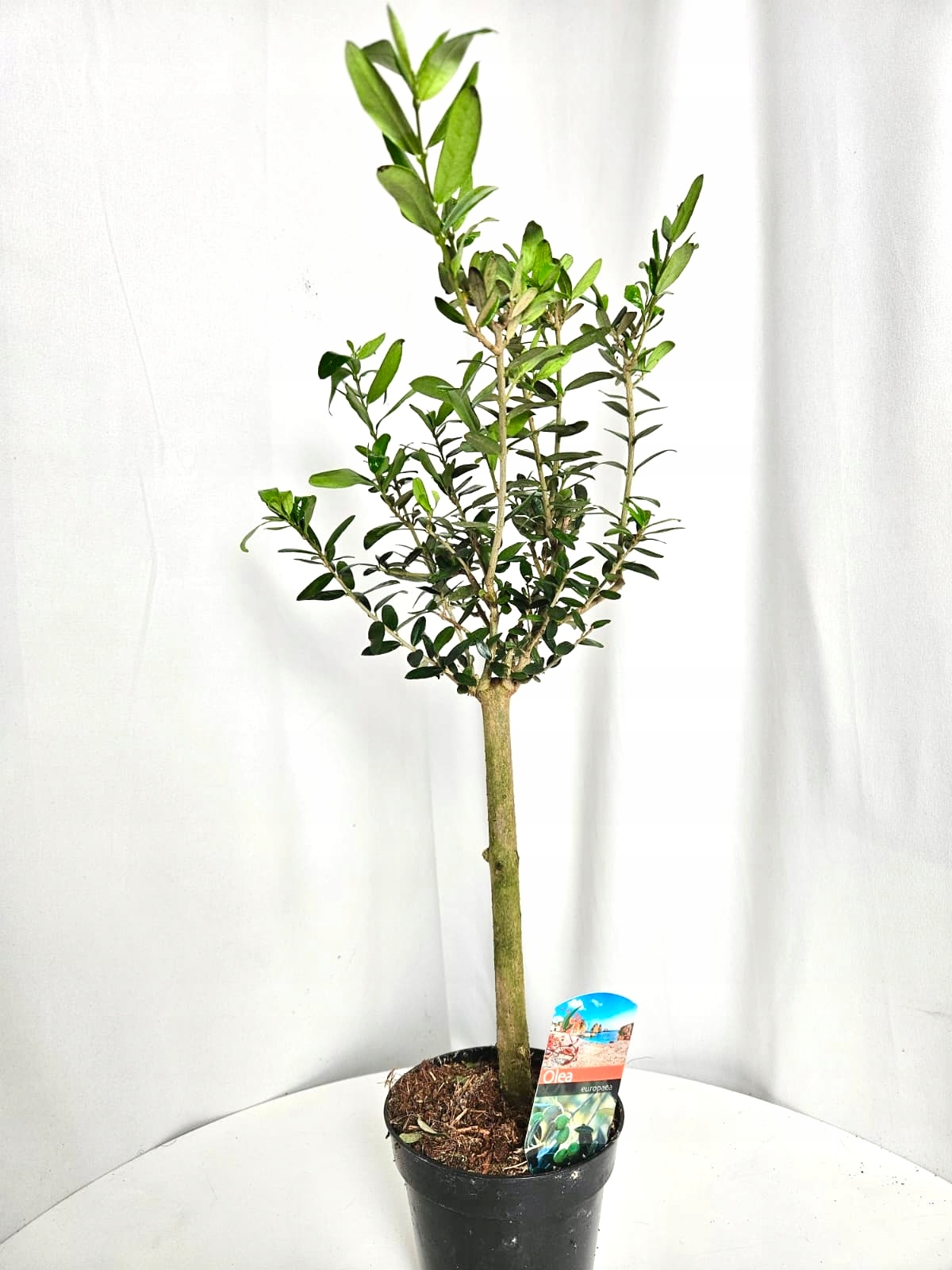 Olea europaea 12/40 cm