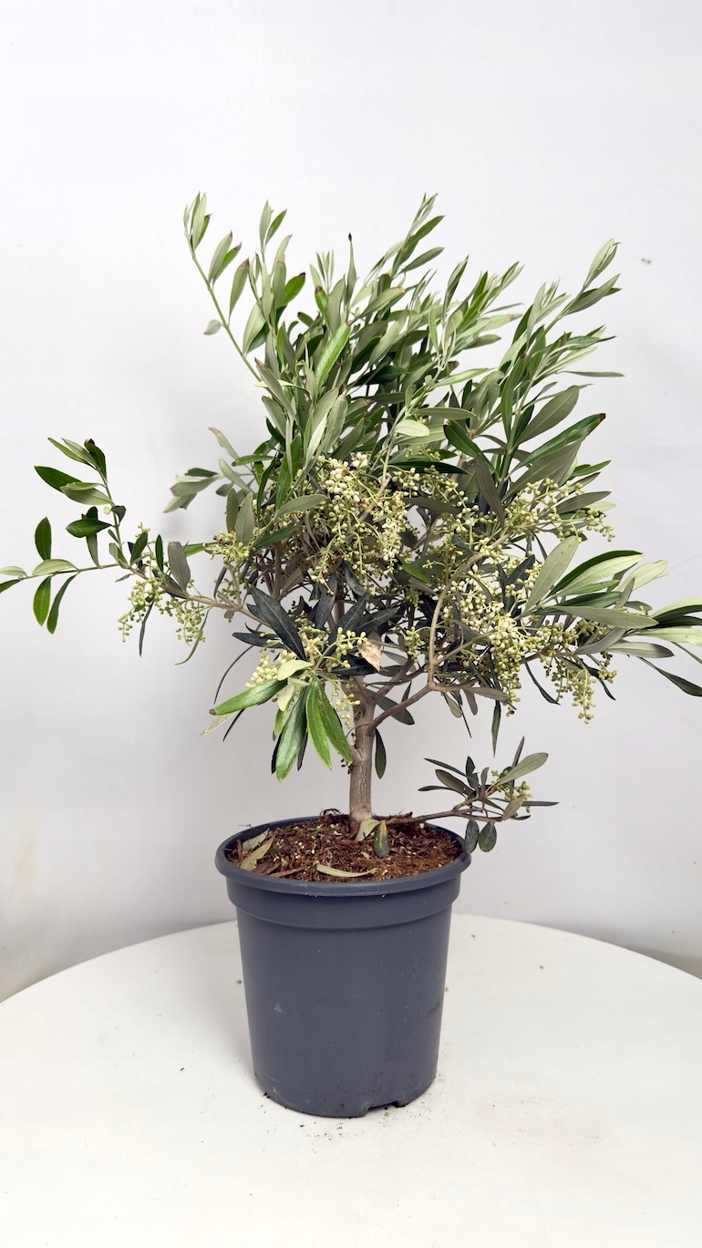 Olea Europaea