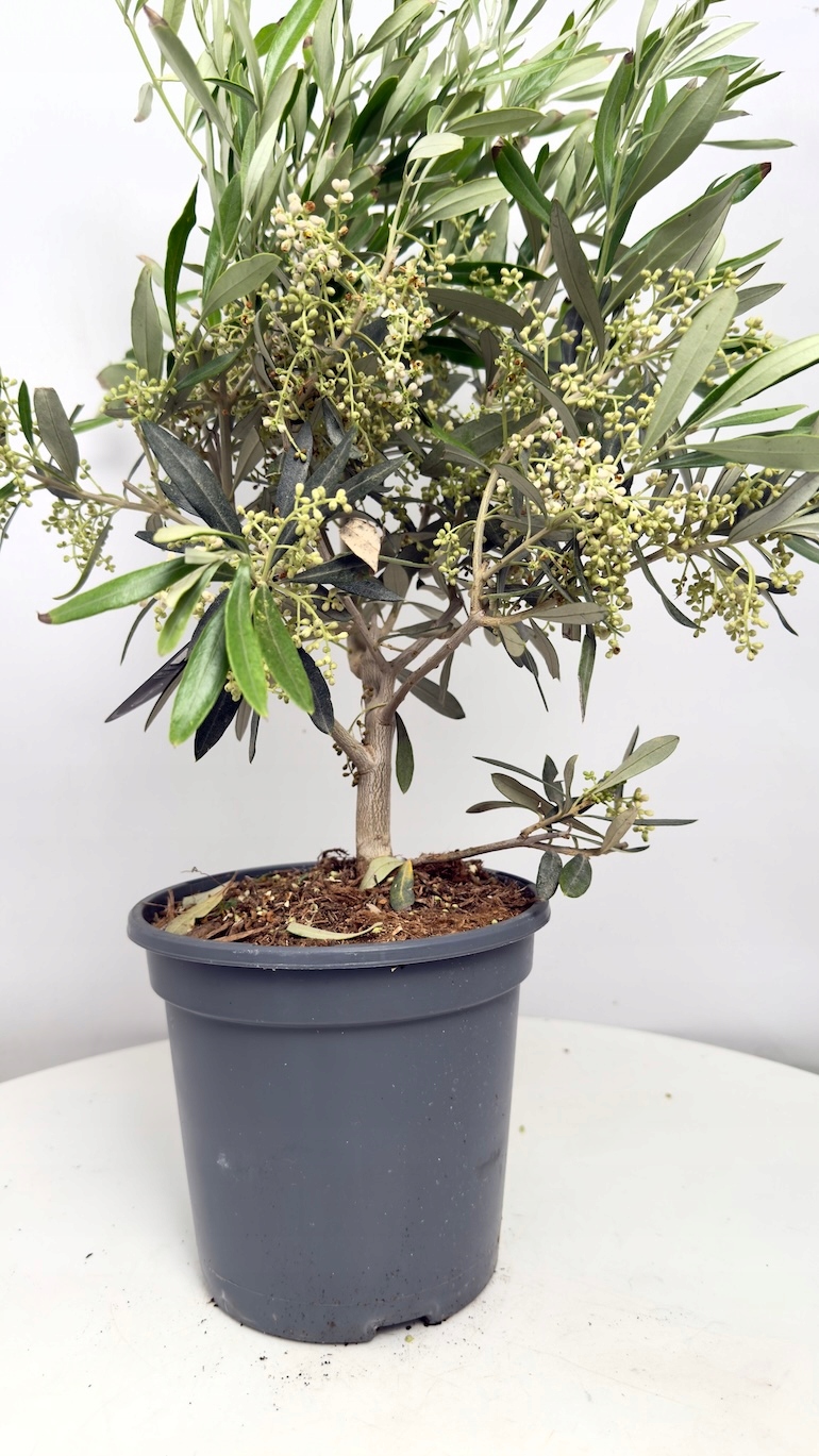Olea Europaea