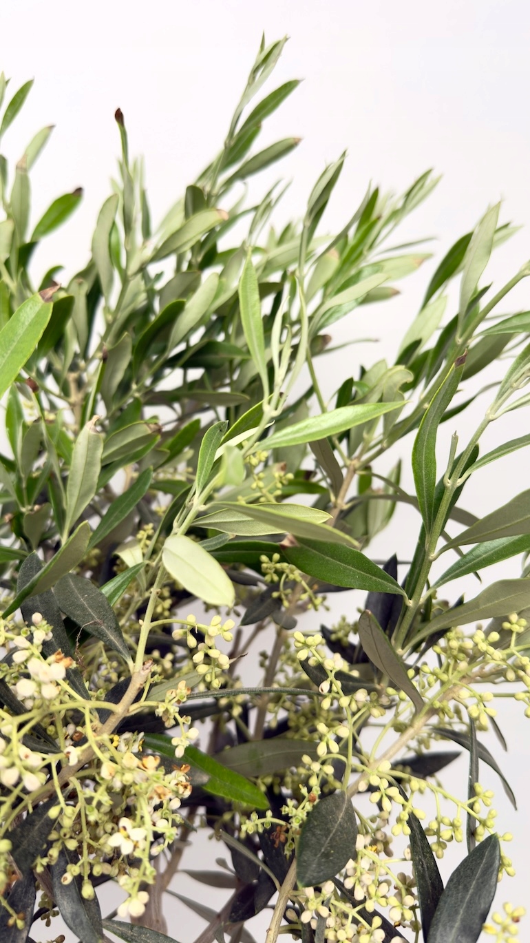 Olea Europaea