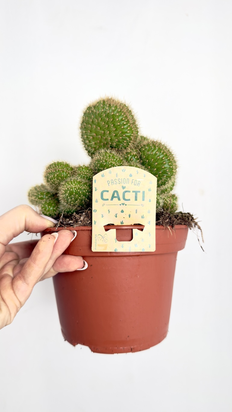 Opuntia monacantha monstrosa 15/25 cm