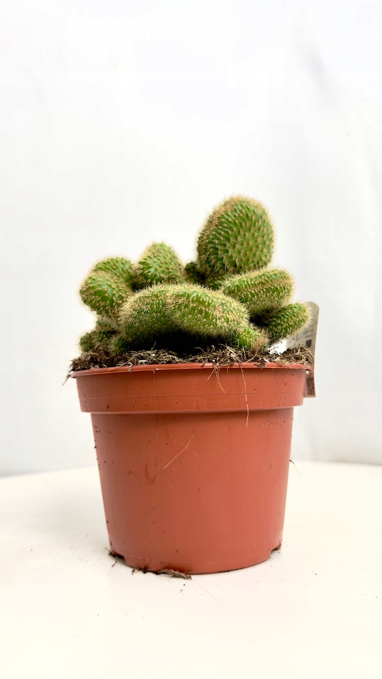 Opuntia monacantha monstrosa 15/25 cm