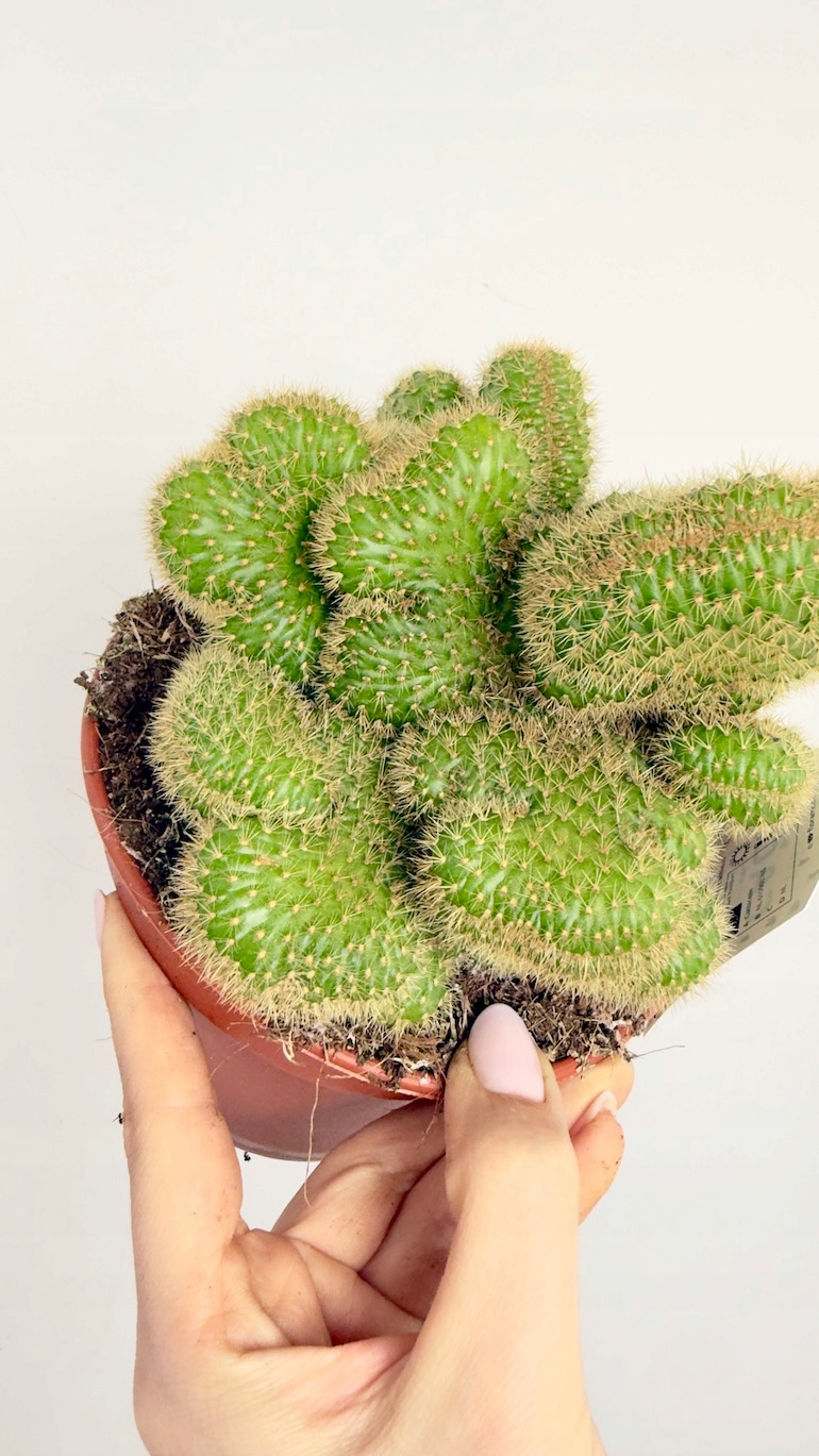 Opuntia monacantha monstrosa 15/25 cm