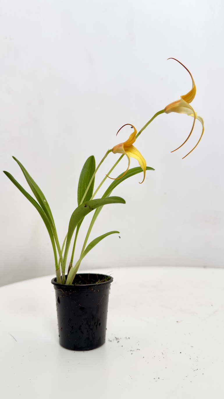 Orchidea pomarańczowa storczyk