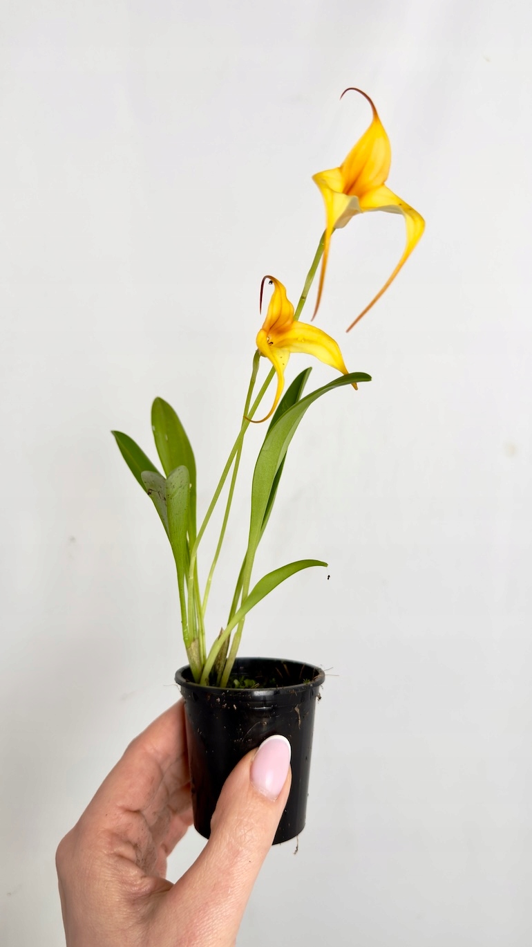 Orchidea pomarańczowa storczyk