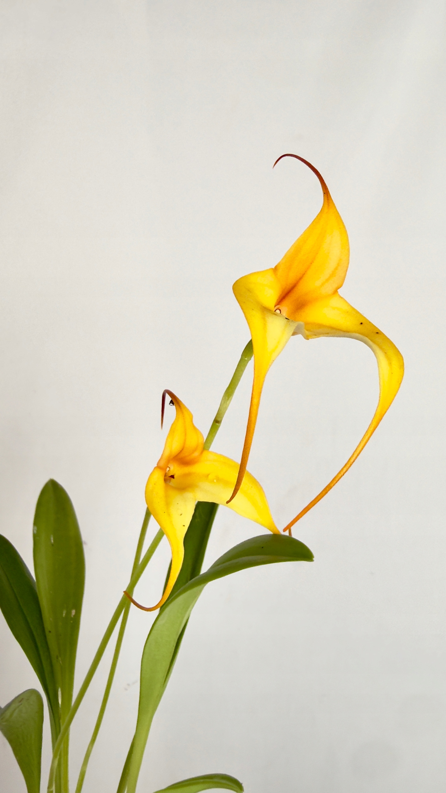 Orchidea pomarańczowa storczyk