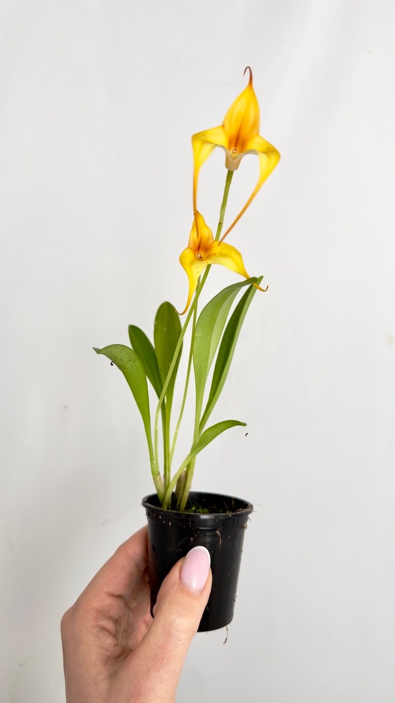 Orchidea pomarańczowa storczyk