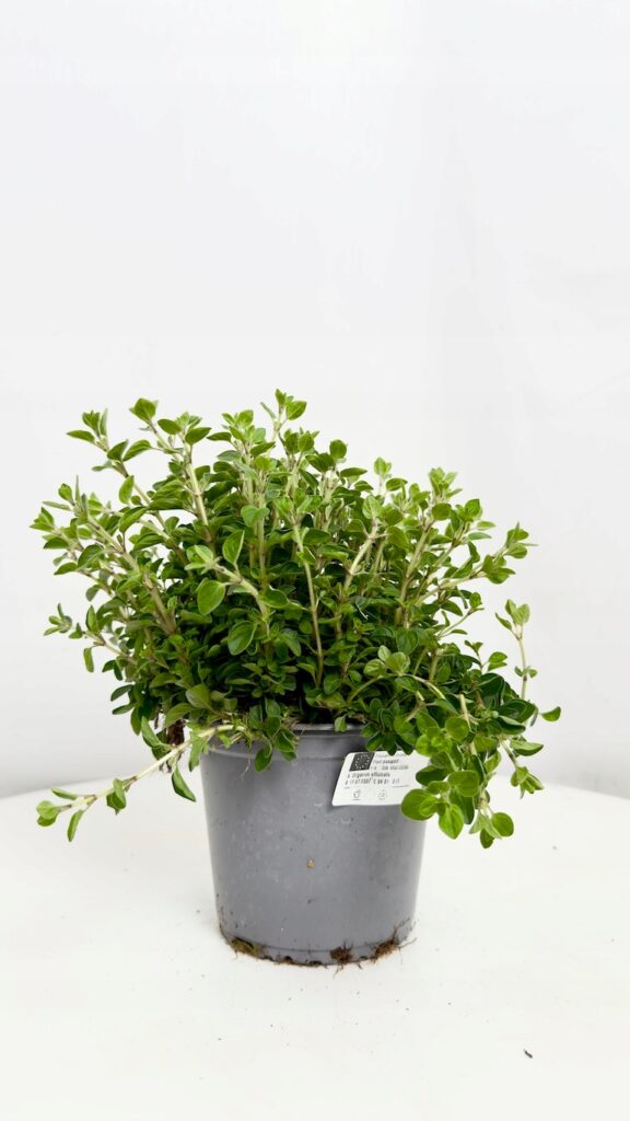 Oregano w doniczce 14 cm, aromatyczne zioło kuchenne.