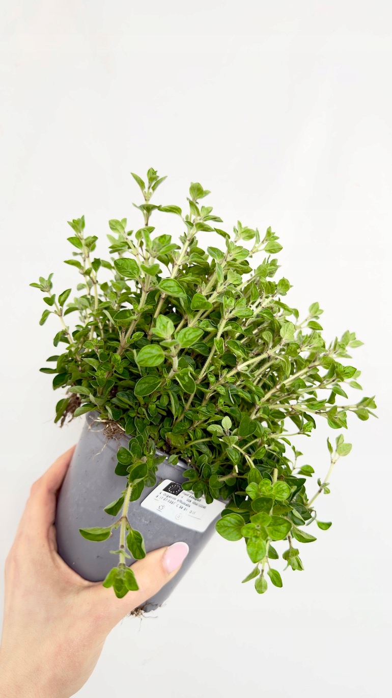 Oregano 14/20 cm