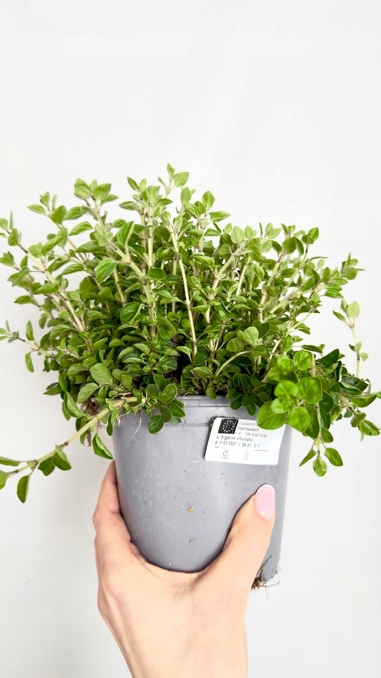 Oregano 14/20 cm