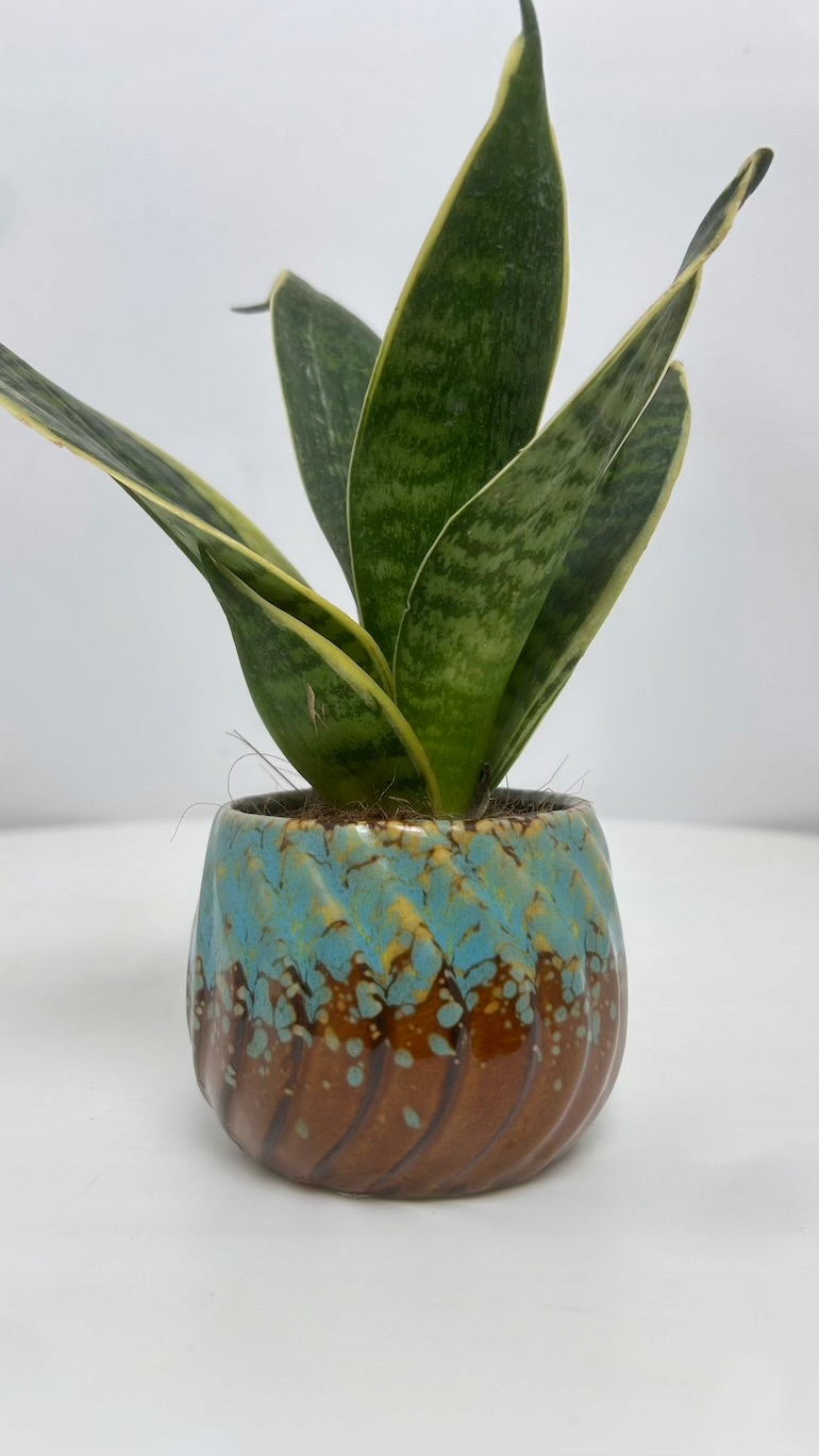 Osłonka brązowo – niebieska 7/6