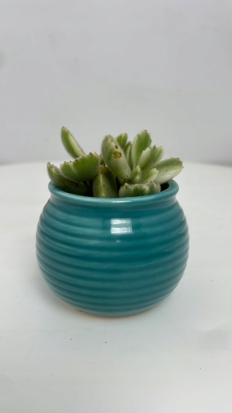 Osłonka niebieska 7/6